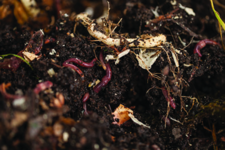Earthworms and compost bin. Worm composting is using worms